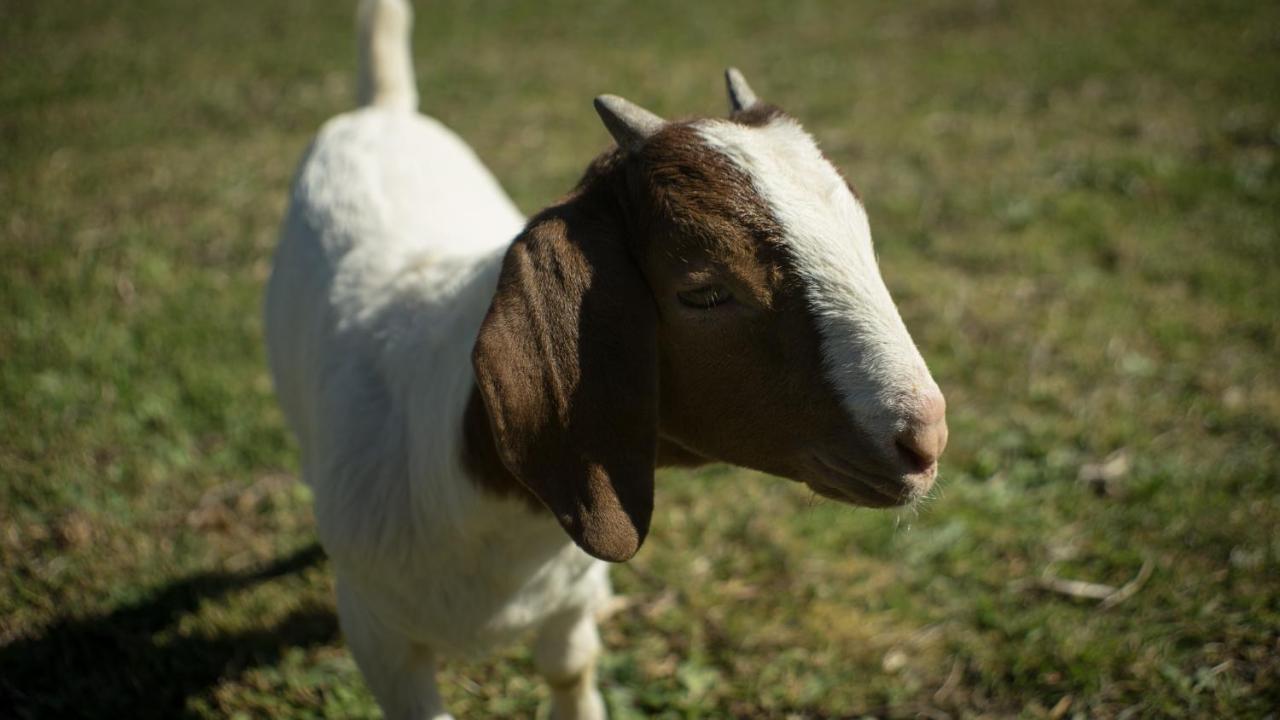 Quintinha Da Charneca Villa Alfeizerao Bagian luar foto